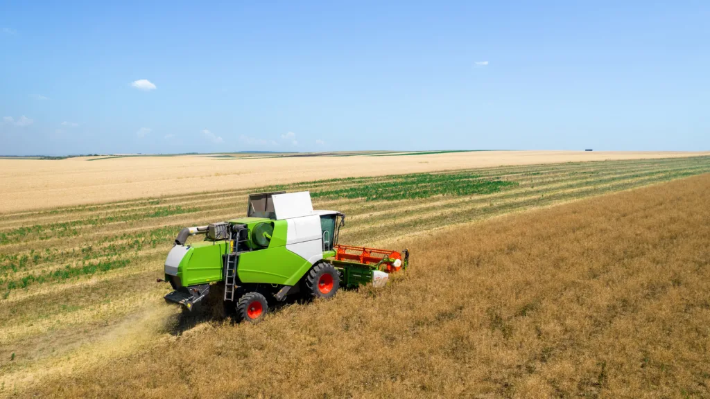 Kombajn zbierający zboże na polu